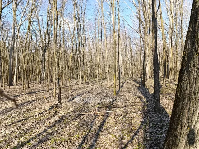 Eladó mezőgazdasági ingatlan Üllés 247222 nm