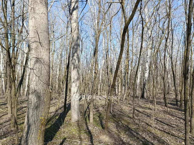 Eladó mezőgazdasági ingatlan Üllés 247222 nm