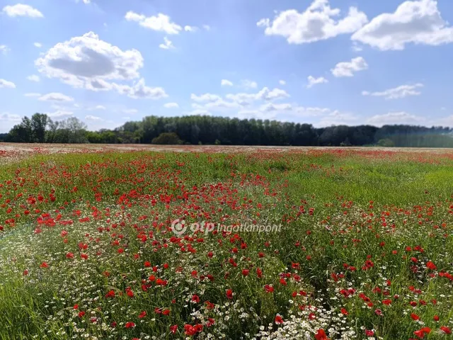Eladó mezőgazdasági ingatlan Pusztamérges 165964 nm