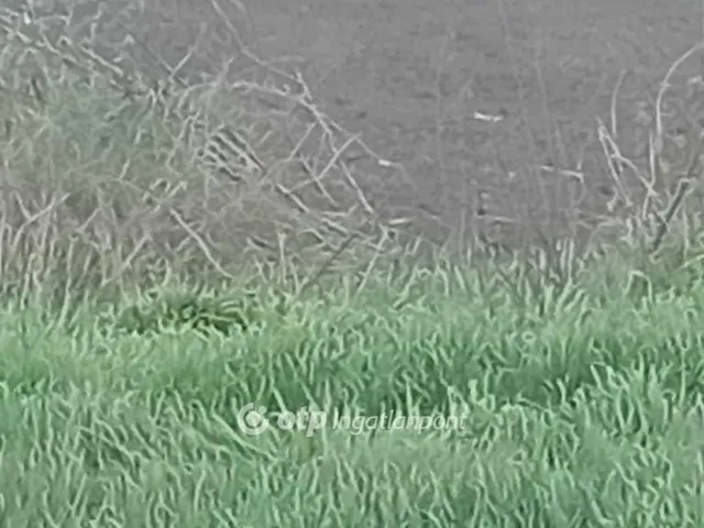 Eladó mezőgazdasági ingatlan Derecske 49232 nm