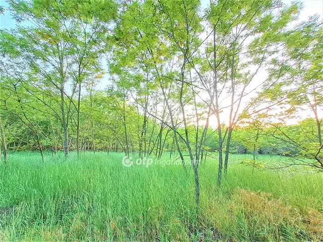 Eladó mezőgazdasági ingatlan Tápióbicske 1726 nm