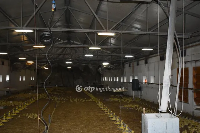 Eladó mezőgazdasági ingatlan Mezőhegyes 5000 nm