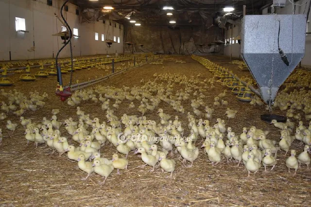 Eladó mezőgazdasági ingatlan Mezőhegyes 5000 nm