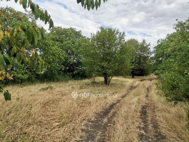 Eladó mezőgazdasági ingatlan Gerendás 18490 nm