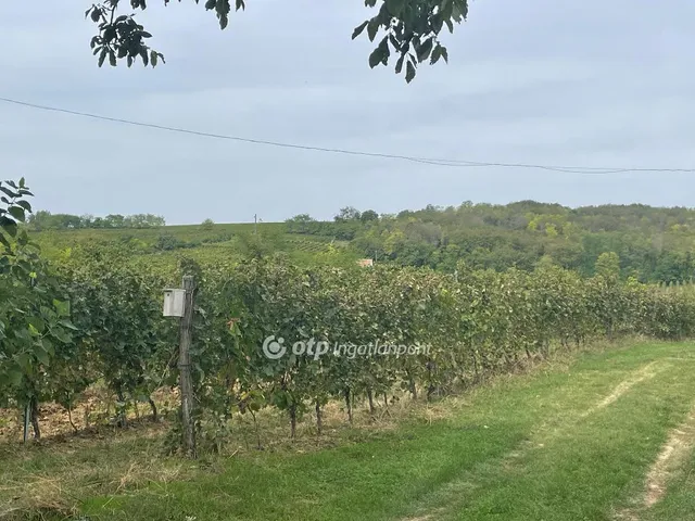 Eladó mezőgazdasági ingatlan Nagytótfalu, Villányi borvidék környéke 12000 nm