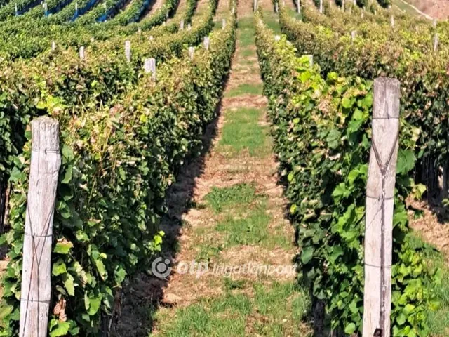Eladó mezőgazdasági ingatlan Tarcal 47600 nm