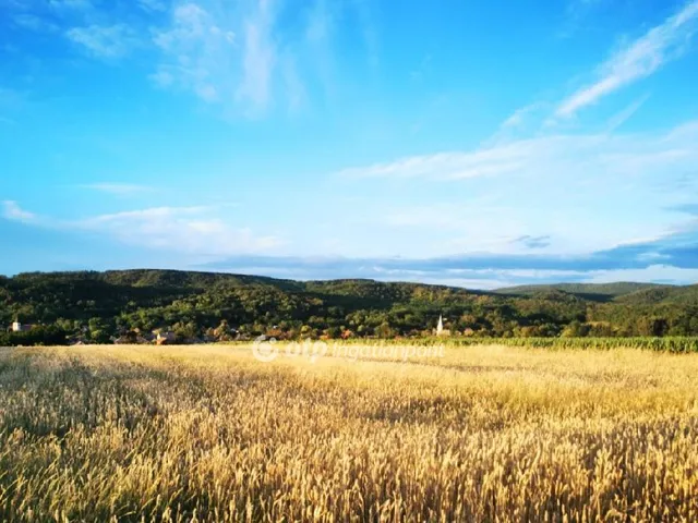 Eladó mezőgazdasági ingatlan Terény 58880 nm