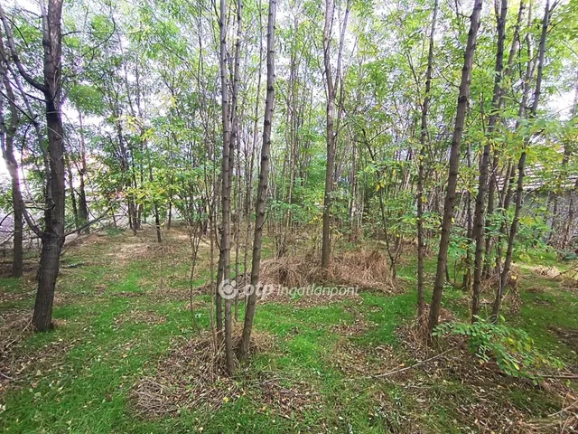 Eladó telek Tiszakécske 1484 nm