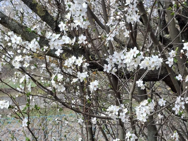 Eladó telek Baracska 900 nm
