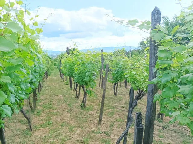 Eladó üdülő és hétvégi ház Sümeg 49 nm