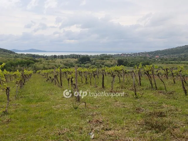 Eladó mezőgazdasági ingatlan Badacsonytomaj 15922 nm