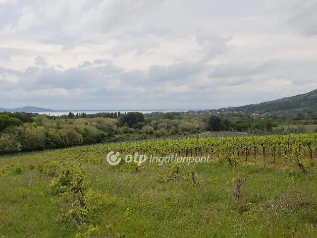 Eladó mezőgazdasági ingatlan Badacsonytomaj 15922 nm