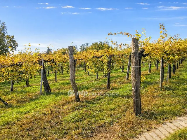 Eladó mezőgazdasági ingatlan Mindszentkálla 3667 nm