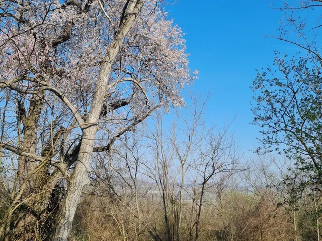 Eladó mezőgazdasági ingatlan Mindszentkálla 75492 nm
