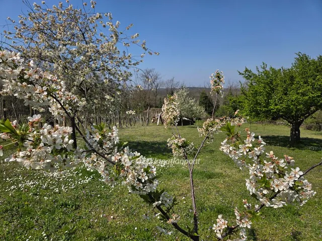 Eladó mezőgazdasági ingatlan Zalahaláp 2960 nm