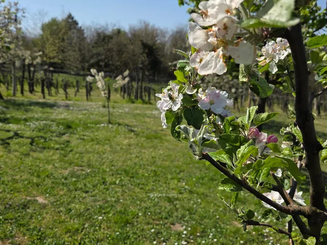 Eladó mezőgazdasági ingatlan Zalahaláp 2960 nm