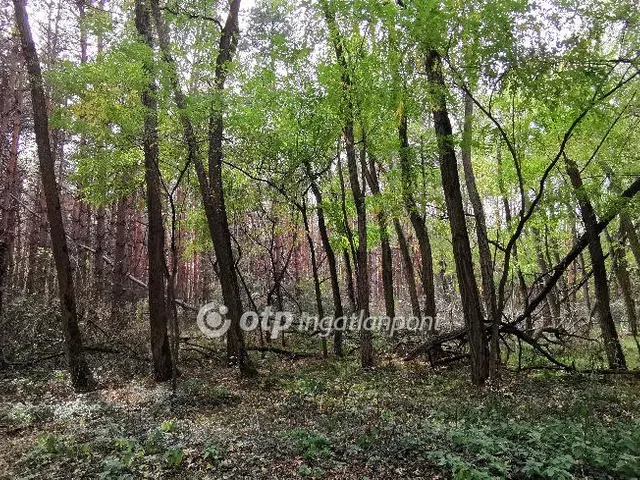 Eladó mezőgazdasági ingatlan Somlóvásárhely 62222 nm