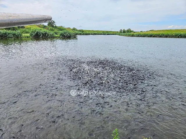 Eladó mezőgazdasági ingatlan Mezőszilas 47524 nm
