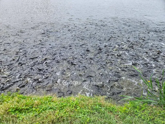 Eladó mezőgazdasági ingatlan Mezőszilas 47524 nm