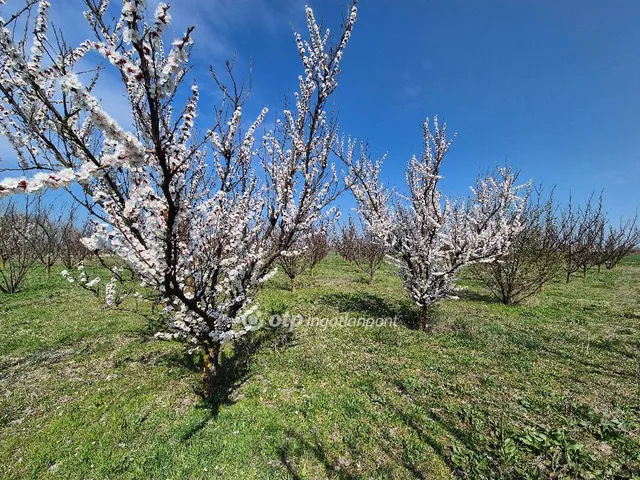 Eladó mezőgazdasági ingatlan Szentes 18803 nm
