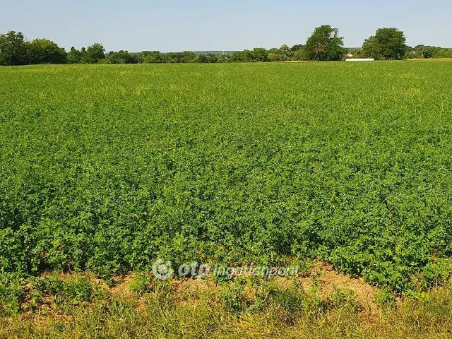 Eladó telek Kaposvár, Toponár 5617 nm