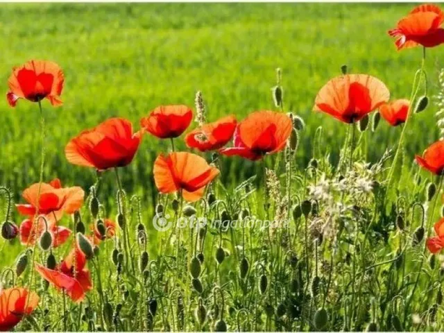 Eladó telek Kunszentmárton 21000 nm