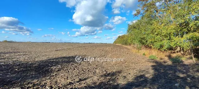 Eladó mezőgazdasági ingatlan Mezőkovácsháza 2131 nm