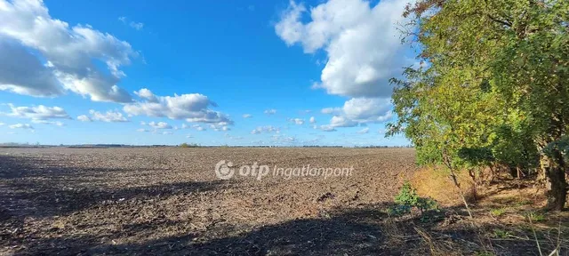 Eladó mezőgazdasági ingatlan Mezőkovácsháza 2131 nm