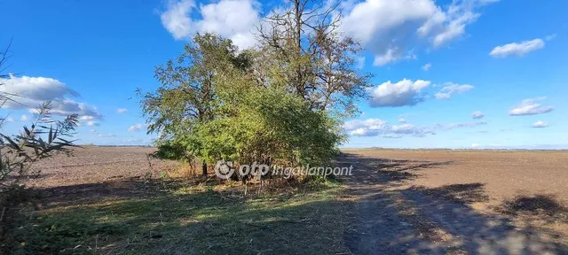 Eladó mezőgazdasági ingatlan Mezőkovácsháza 2131 nm