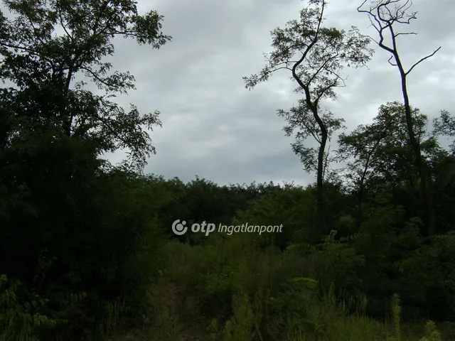 Eladó mezőgazdasági ingatlan Domony 300000 nm