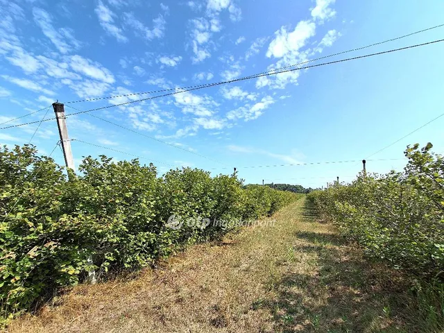 Eladó mezőgazdasági ingatlan Cegléd 36 nm