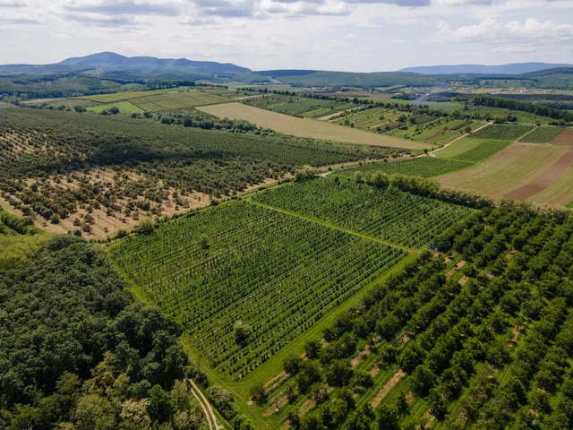 Eladó mezőgazdasági ingatlan Nógrád, Külterület 28000 nm