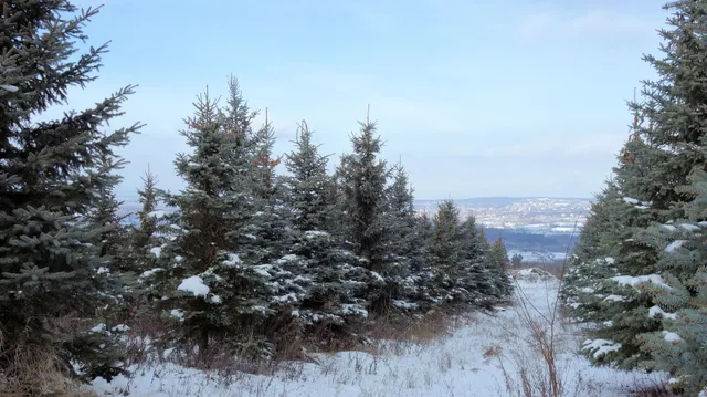 Eladó telek Mogyoród 27008 nm