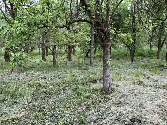 Eladó mezőgazdasági ingatlan Nyíregyháza, Felsőpázsit 1485 nm