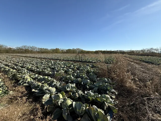 Eladó mezőgazdasági ingatlan Újfehértó 13705 nm