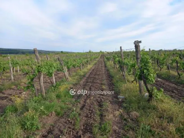 Eladó mezőgazdasági ingatlan Egerszólát 6800 nm