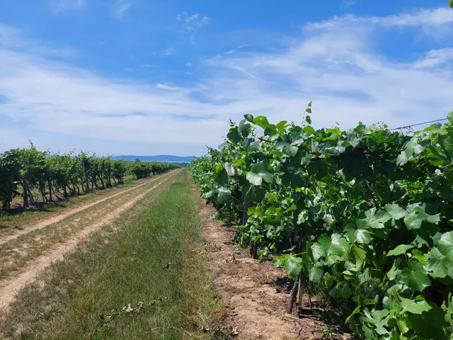 Eladó mezőgazdasági ingatlan Balatonszemes 7189 nm