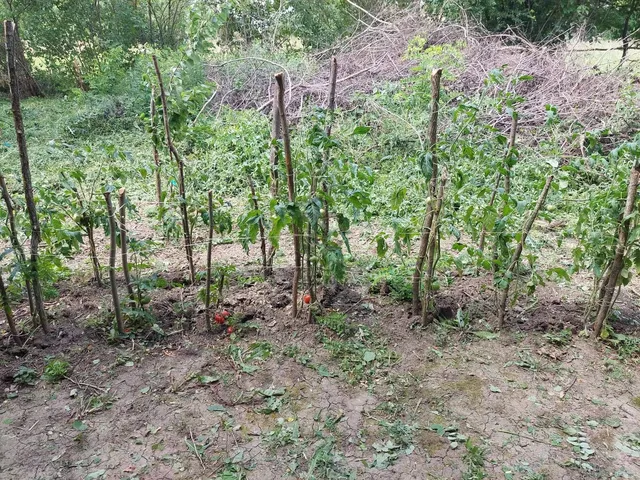 Eladó mezőgazdasági ingatlan Balatonszabadi 1777 nm