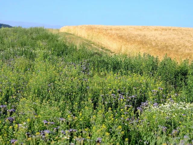 Eladó mezőgazdasági ingatlan Katymár 93177 nm
