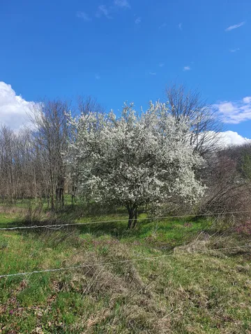 Eladó telek Őrbottyán 798 nm