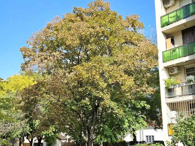 Eladó lakás Budapest XV. kerület, Rákospalota 56 nm