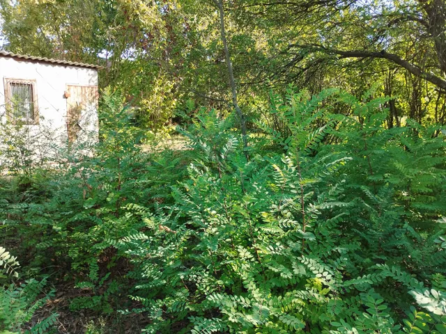 Eladó telek Biatorbágy 881 nm