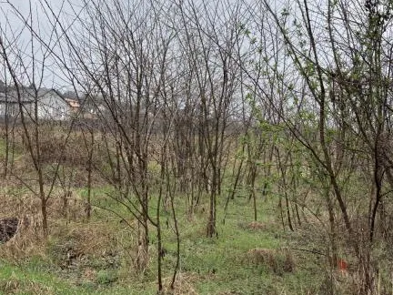 Eladó telek Szada 1500 nm