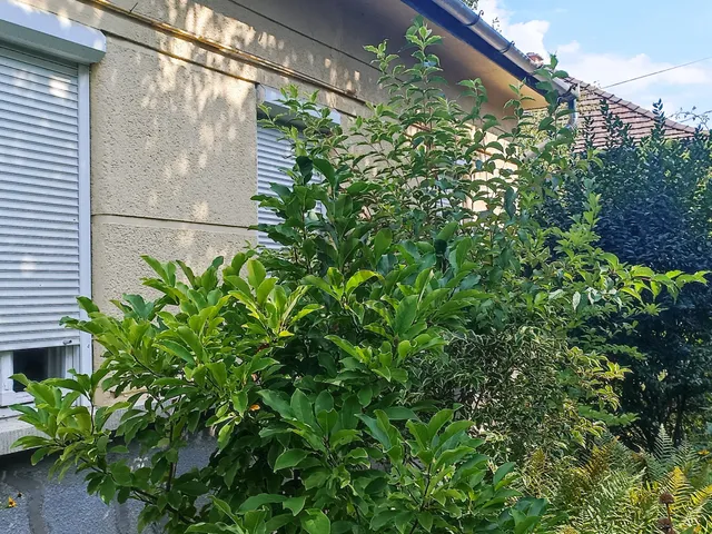 Eladó ház Budapest XVII. kerület, Rákoscsaba 50 nm