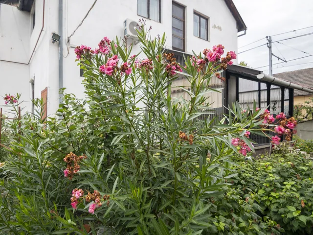 Eladó ház Budapest XX. kerület, Pacsirtatelep 98 nm