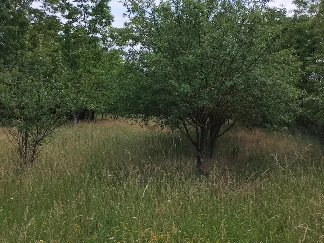 Eladó telek Budapest XVII. kerület, Rákoscsaba-Újtelep 1006 nm