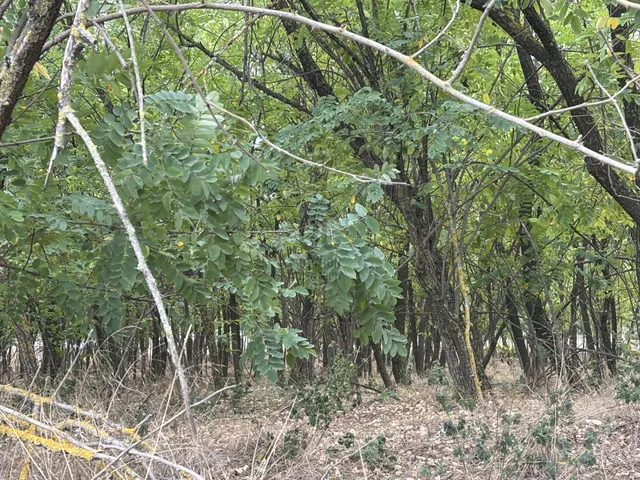 Eladó mezőgazdasági ingatlan Domaszék 6010 nm