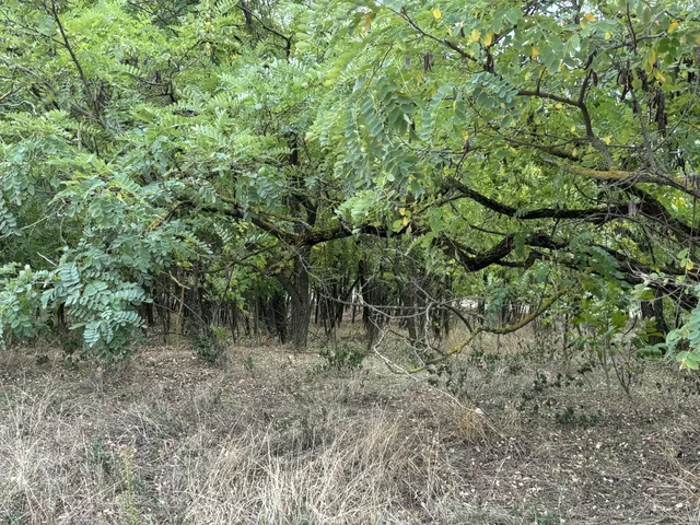 Eladó mezőgazdasági ingatlan Domaszék 6010 nm