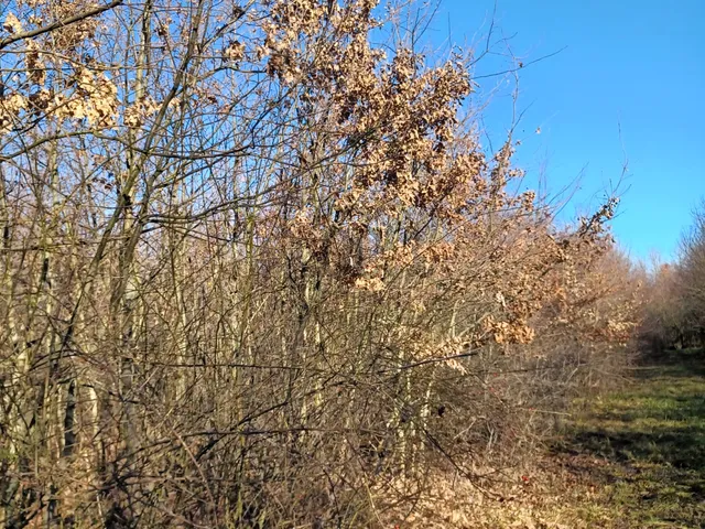 Eladó mezőgazdasági ingatlan Tiszasziget 36500 nm