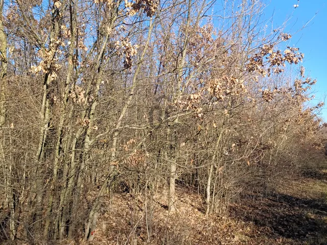 Eladó mezőgazdasági ingatlan Tiszasziget 36500 nm